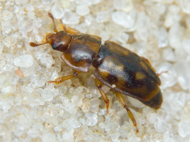 Epuraea guttata (Olivier, 1790)